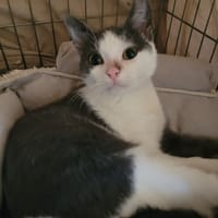 Floky, chat à adopter
