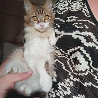 Arlo, chat à adopter