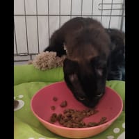 Estella, chatte à adopter