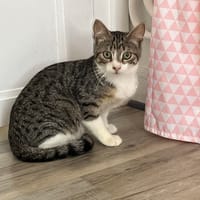 Brook, chat à adopter
