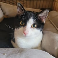 Frida, chatte à adopter