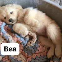 Bea, cane femmina da adottare