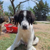 Lazlo, chien à adopter