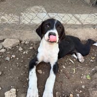 Tilly, chienne à adopter