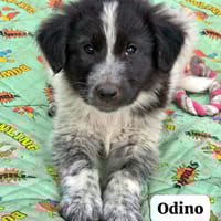 Odino, cane da adottare