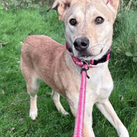 Gracie, female dog to adopt