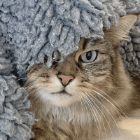 Pudding, female cat to adopt