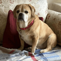 Bertie, dog to adopt