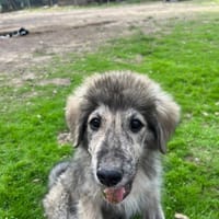 Enzo, chien à adopter