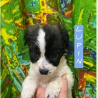 Lupin, cane da adottare