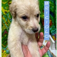 Briciolo, cane da adottare