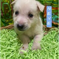 Neve, cane da adottare