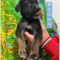 Brown, cane da adottare