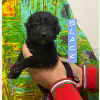 Black, cane da adottare