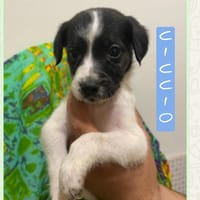 Ciccio, cane da adottare
