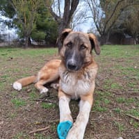 Phoenix, chien à adopter