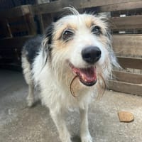 Marquise, chienne à adopter