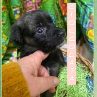 Cioccolata, cane femmina da adottare