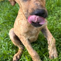 🐾 À L’ADOPTION – IAGO, un petit explorateur au cœur tendre ! 🐾, chien à adopter
