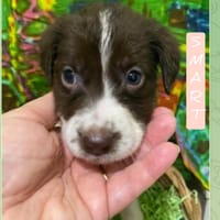 Smart, cane femmina da adottare