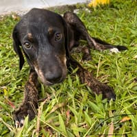 🐾 À L’ADOPTION – KOUFY, le petit bringé plein de malice et de tendresse ! 🐾, chien à adopter