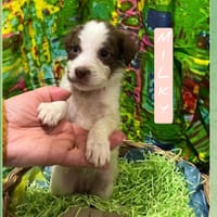 Milky, cane femmina da adottare