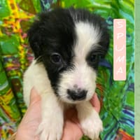 Spuma, cane femmina da adottare