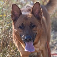 Skol, chien à adopter