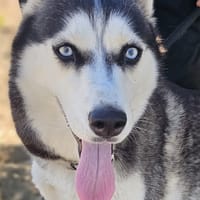 Luna, chienne à adopter