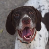 Capocho, chien à adopter