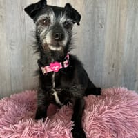 Darlin, chienne à adopter