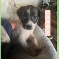 Caffè, cane femmina da adottare