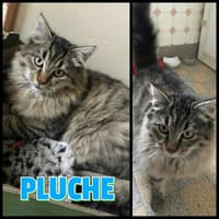 PLUCHE  A l'adoption, chat à adopter