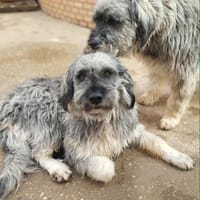 DARYL, chien à adopter