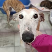 ELYNA, chienne à adopter