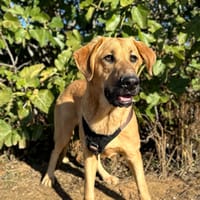 SOLOMILLO, chien à adopter