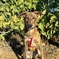 PANCETA, chienne à adopter