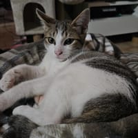 GRIBOUILLE, chat à adopter