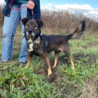 Tango, pies do adopcji