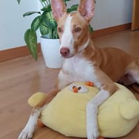 Estrella, chienne à adopter