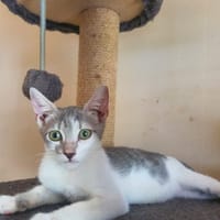 opaline, chatte à adopter