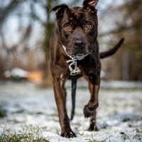 Timon, pies do adopcji