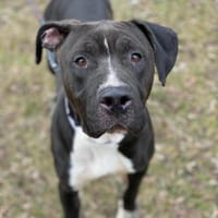 Neptun, pies do adopcji