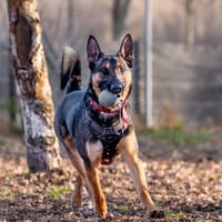 Kazan, pies do adopcji