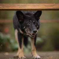 Noe, pies do adopcji