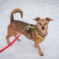 Baron, pies do adopcji