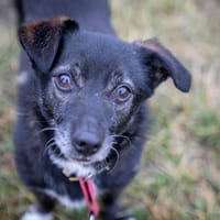 Hotdog, pies do adopcji