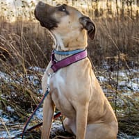 Merida, suczka do adopcji