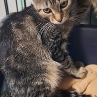 Portos, kot do adopcji