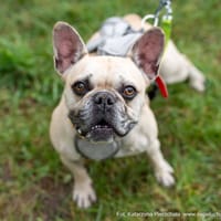 Leo, pies do adopcji